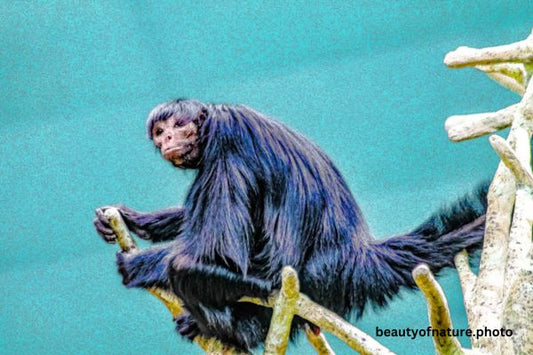 Black Spider Monkey Horizontal