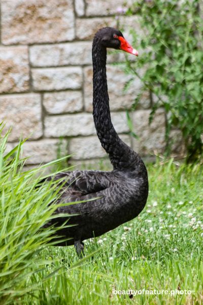 Black Swan 1 Vertical