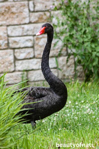 Black Swan 2 Vertical