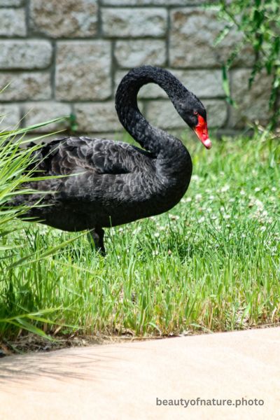 Black Swan 3 Vertical
