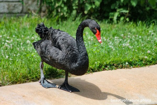 Black Swan 4 Horizontal