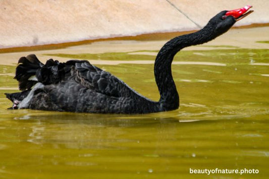 Black Swan 5 Horizontal