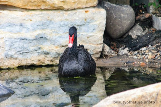Black Swan 6 Horizontal