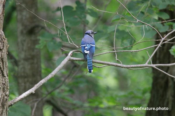 Blue Jay Portrait 23-5188 Horizontal Early Access Q4 2025