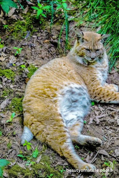 Bobcat 1 Vertical