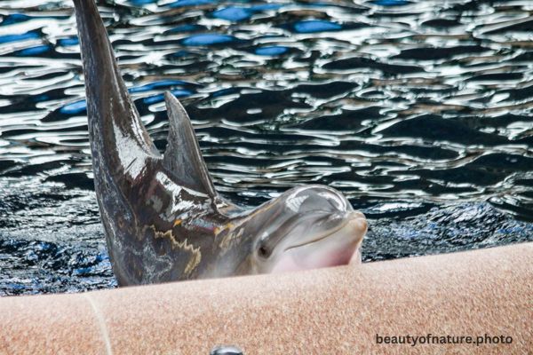 Dolphin 2 Horizontal