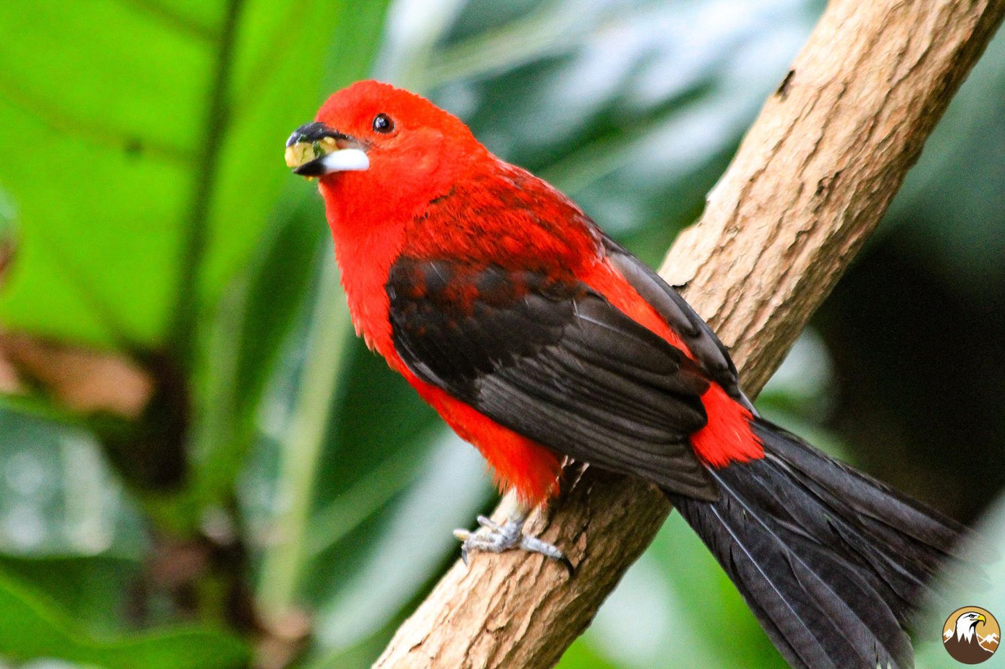 Brazilian Tanager 1500X1000 – Beauty of Nature