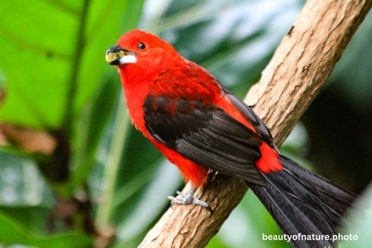 Brazilian Tanager Horizontal
