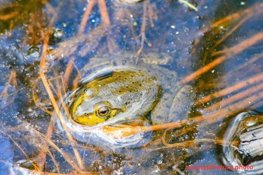 American Bullfrog Horizontal
