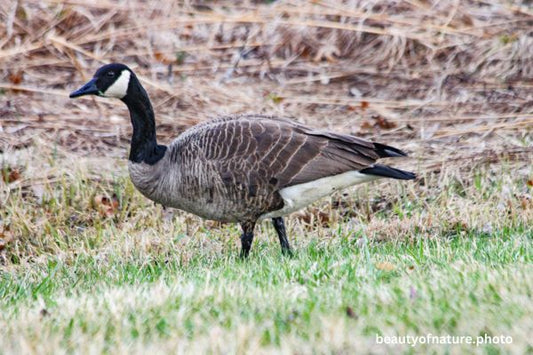 Canada Goose Horizontal