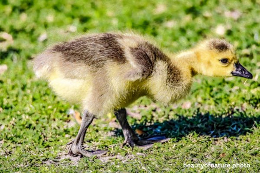 Canada Gosling Horizontal