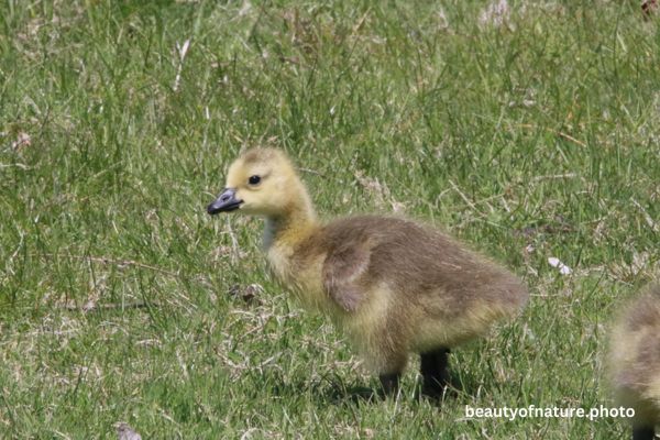 Canada Gosling Portrait 23-2455 Horizontal