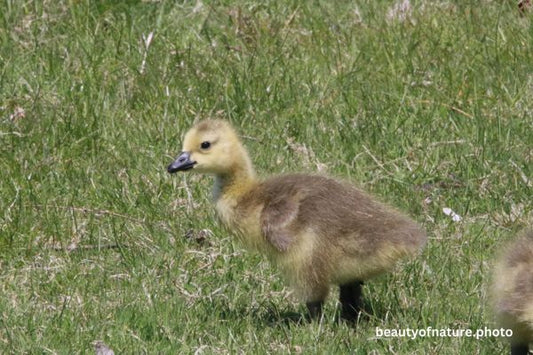 Canada Gosling Portrait 23-2455 Horizontal