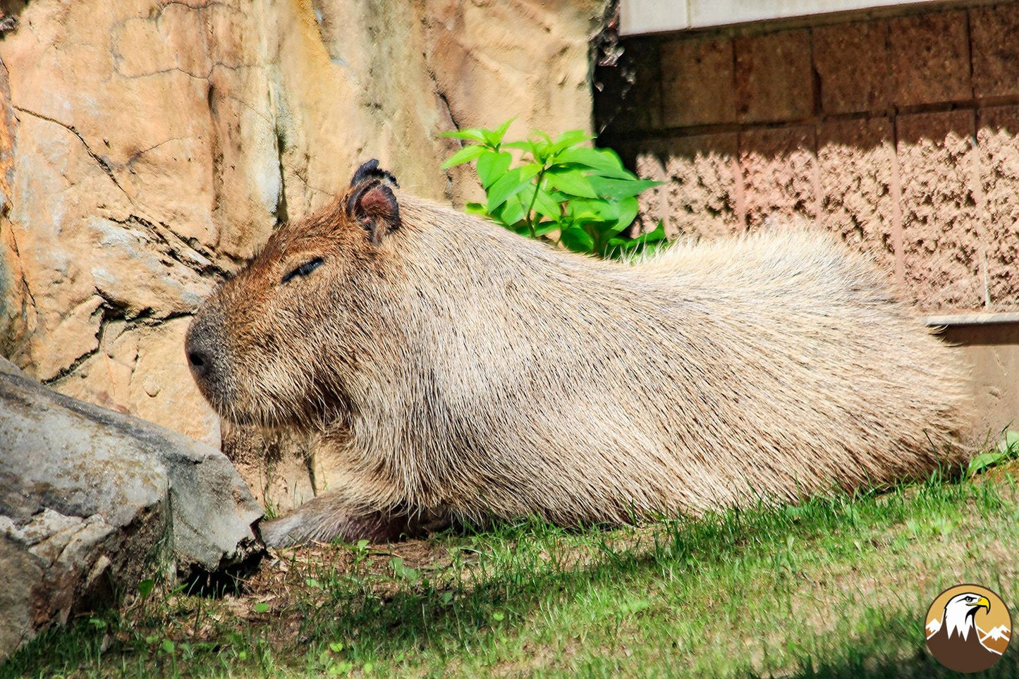 Capybara 1500X1000