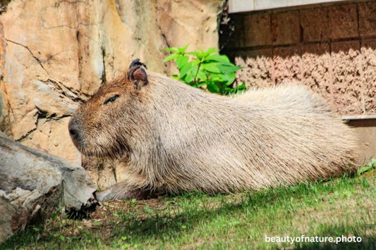 Capybara Horizontal