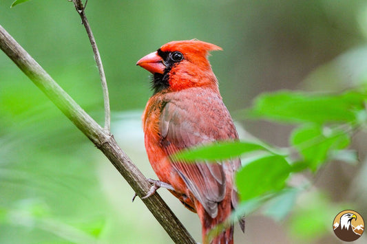 Cardinal 1 1500X1000