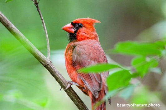Cardinal 1 Horizontal