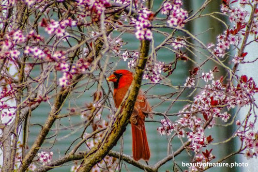Cardinal 2 Horizontal