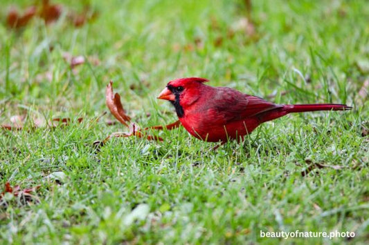 Cardinal 3 Horizontal