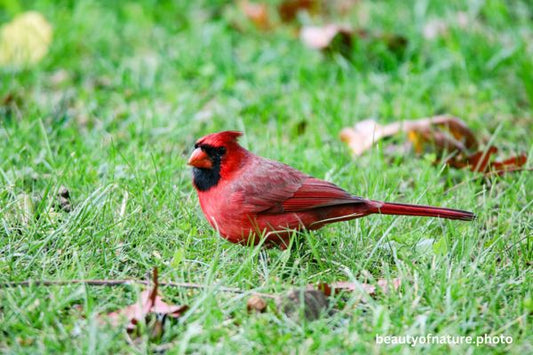 Cardinal 4 Horizontal