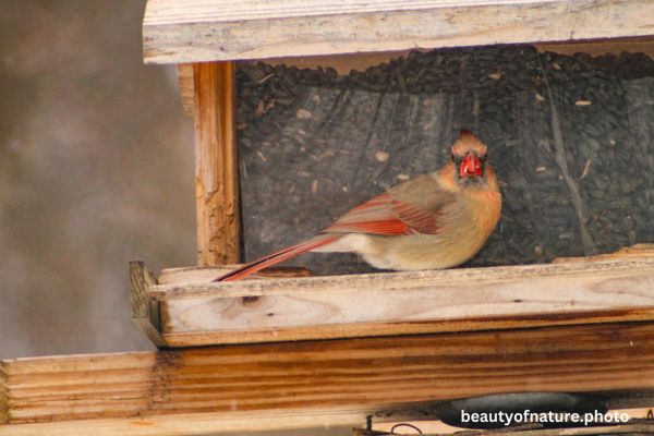 Cardinal 6 Horizontal