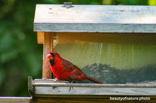 Cardinal 7 Horizontal