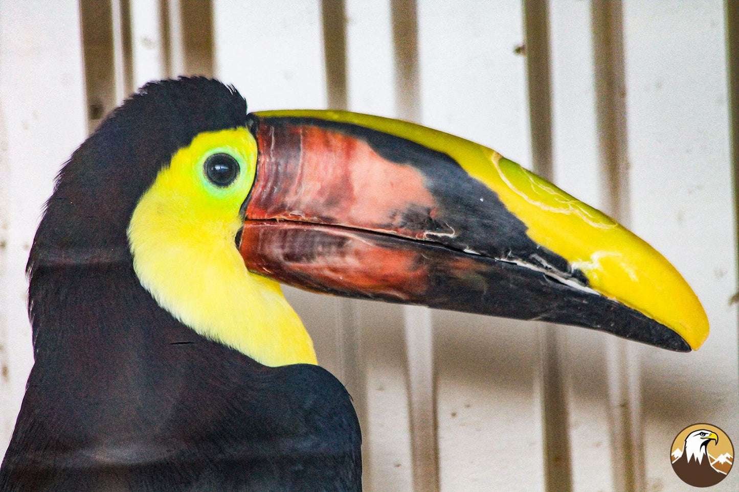 Chestnut-mandibled Toucan 1500X1000