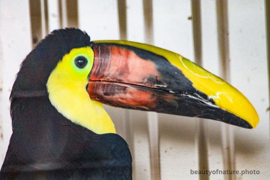 Chestnut-mandibled Toucan Horizontal