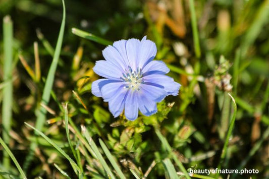 Chicory 1 Horizontal