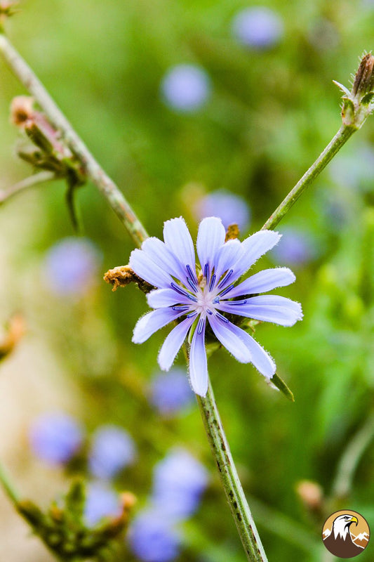 Chicory 2 1000X1500