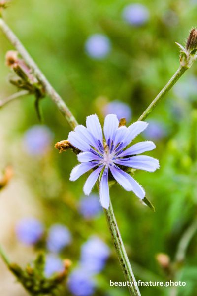 Chicory 2 Vertical