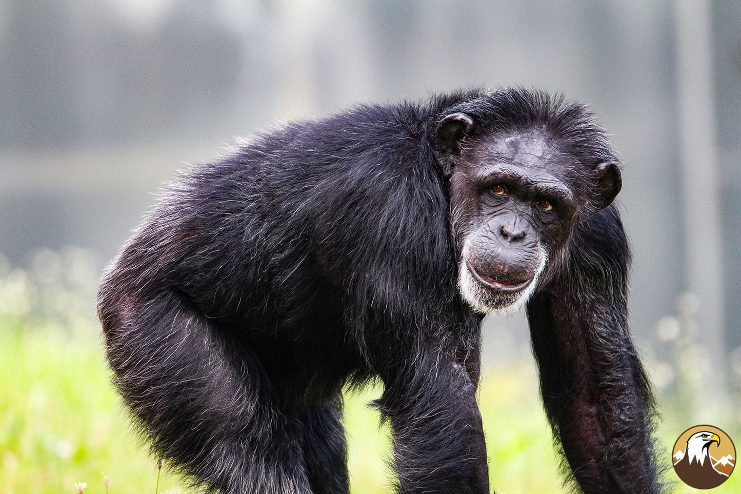 Chimpanzee 1500X1000