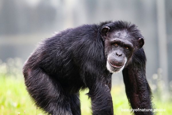 Chimpanzee Horizontal