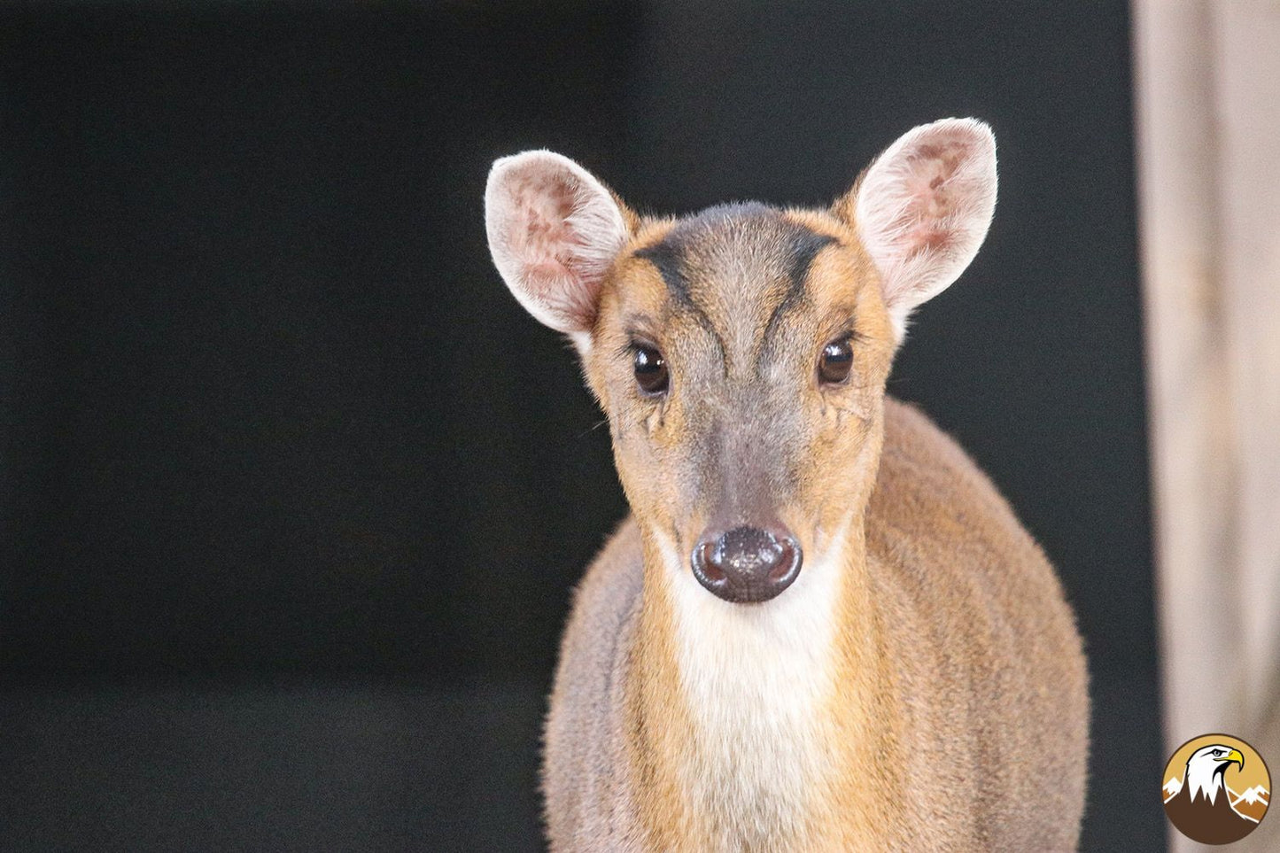 Chinese Muntjac 2 1500X1000