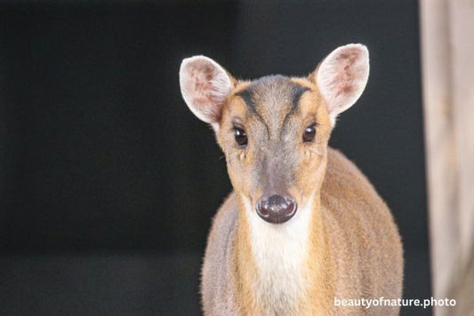 Chinese Muntjac 2 Horizontal