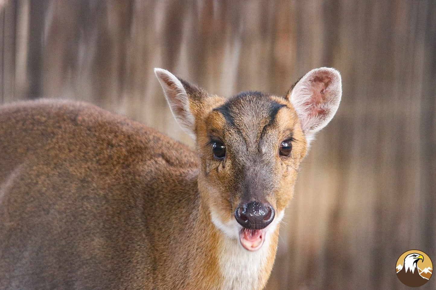 Chinese Muntjac 3 1500X1000