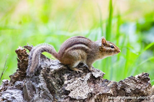Eastern Chipmunk 3 Horizontal