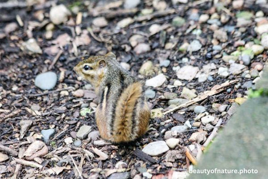 Eastern Chipmunk 4 Horizontal