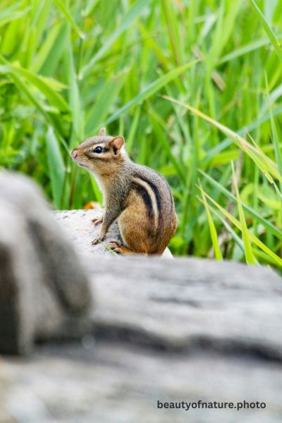 Eastern Chipmunk 6 Vertical