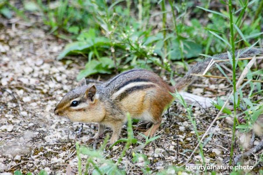 Eastern Chipmunk 7 Horizontal