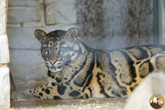 Clouded Leopard 1 1500X1000