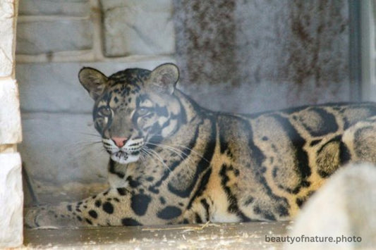 Clouded Leopard 1 Horizontal