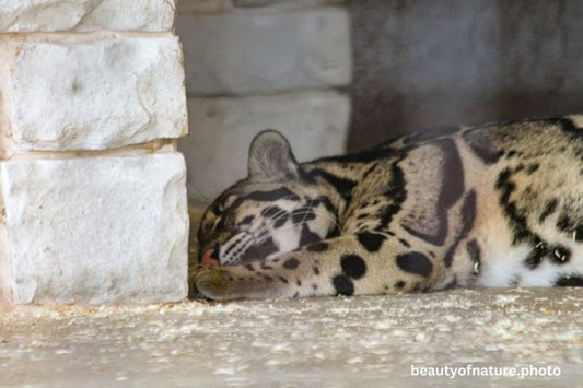 Clouded Leopard 2 Horizontal