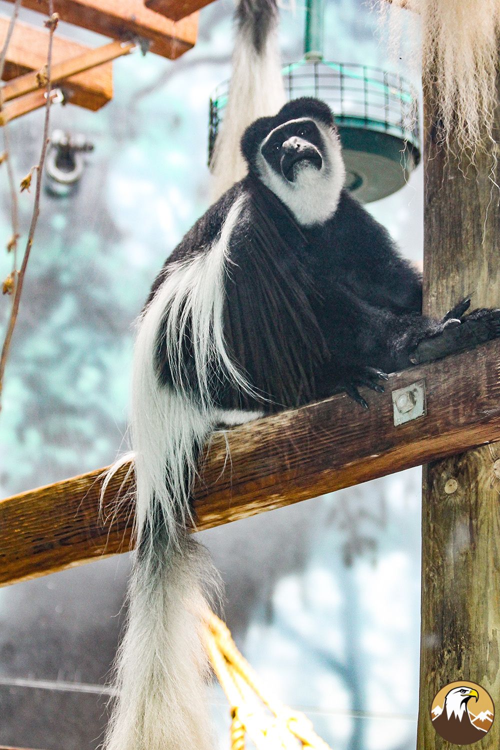 Colobus Monkey 1000X1500