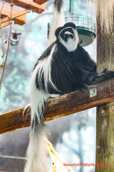 Eastern Black and White Colobus Monkey Vertical