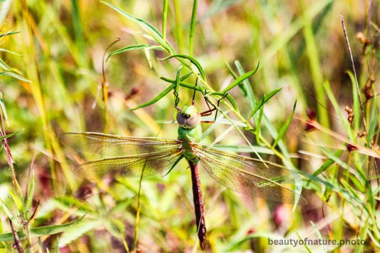 Dragonfly 5 Common Green Darner D5 Horizontal