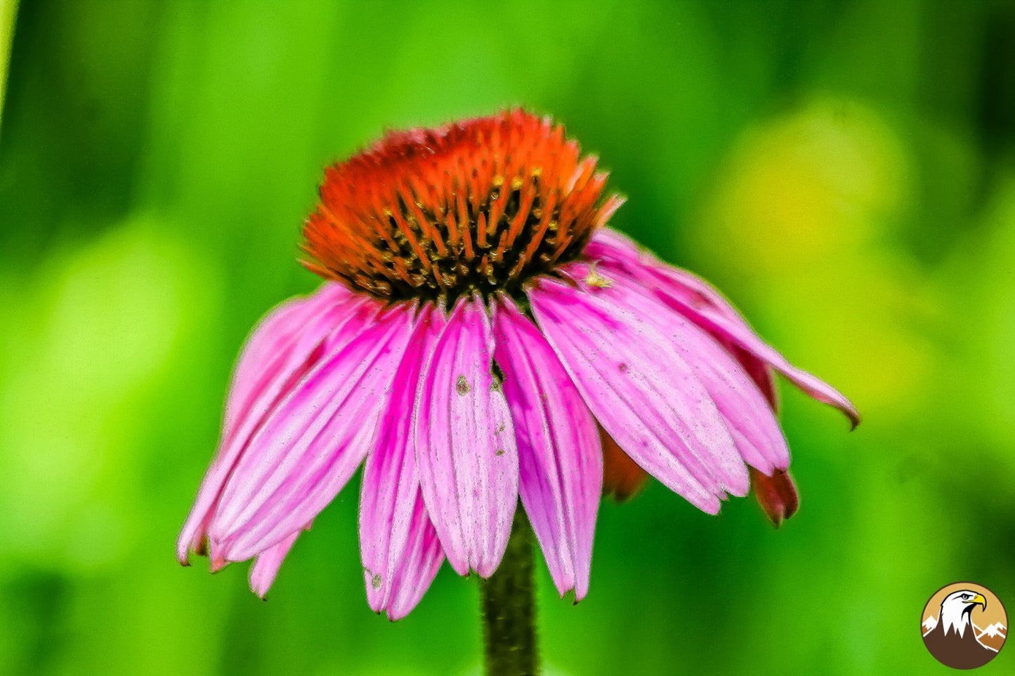 Coneflower 1 1500X1000