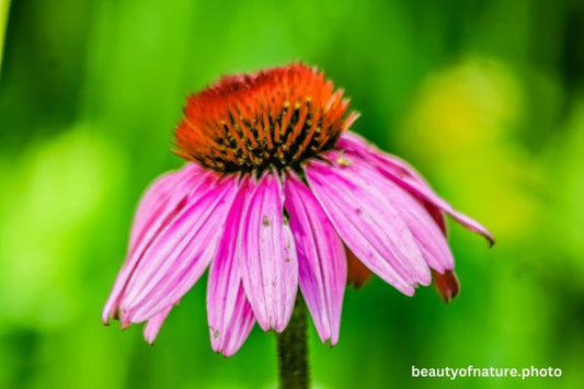 Purple Coneflower 1 Horizontal
