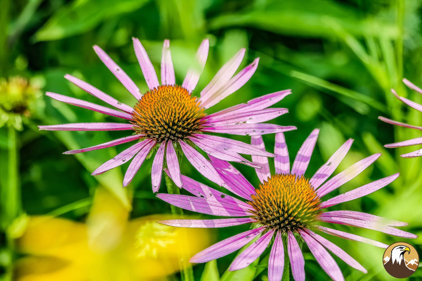 Coneflower 2 1500X1000