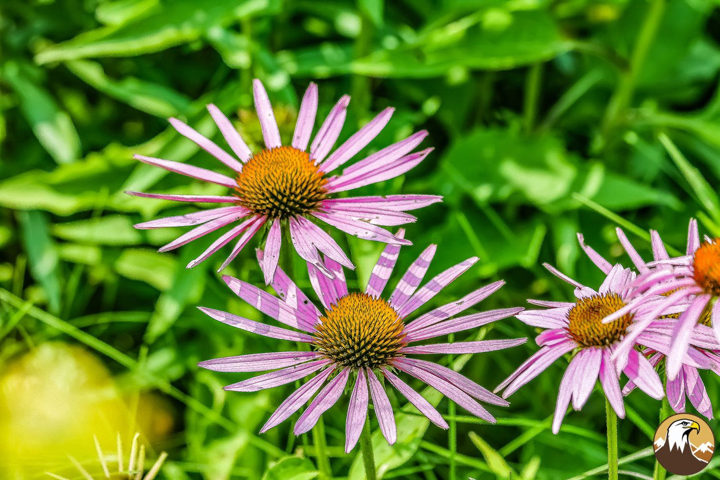 Coneflower 3 1500X1000